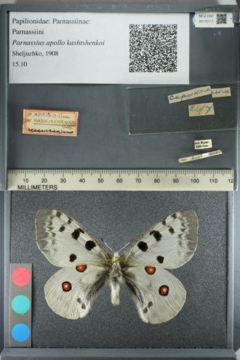 Media type: image;   Entomology 175111